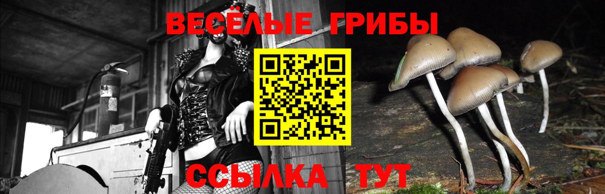 Галлюциногенные грибы Psilocybine cubensis Надым
